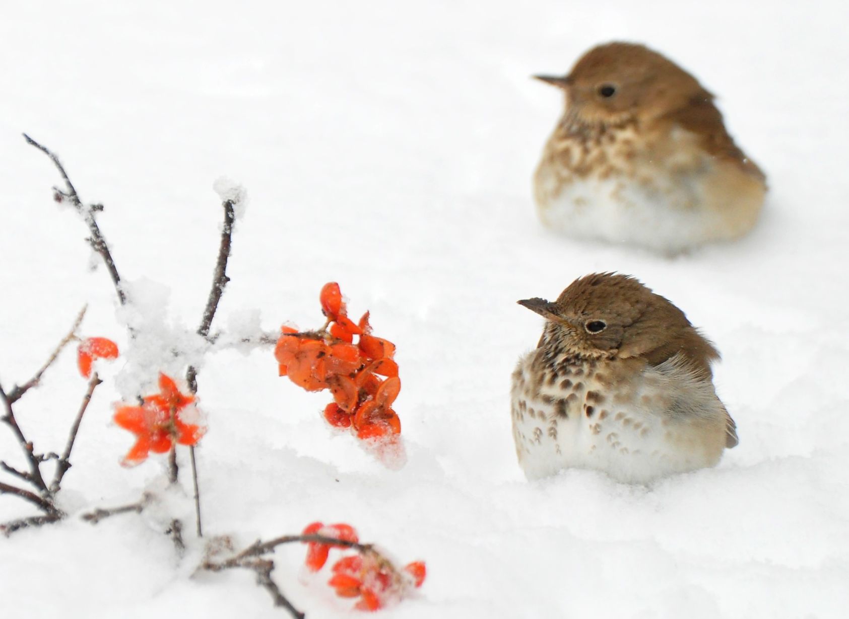 Hermit thrush